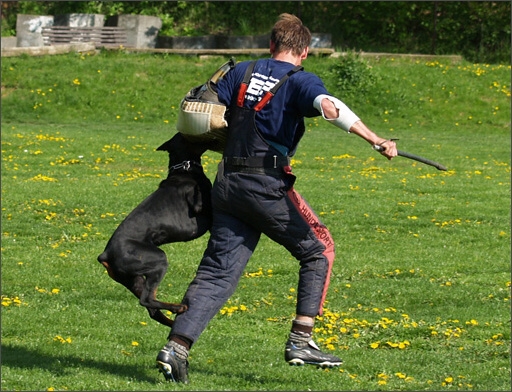 Dogs in training 5/2008